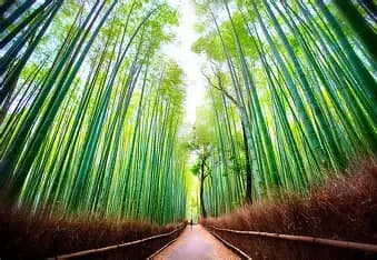 Sagano Bamboo Forest